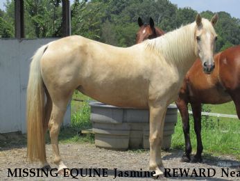 MISSING EQUINE Jasmine, REWARD Near Pinnacle, NC, 27043